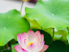 -重元寺香积厨素斋馆