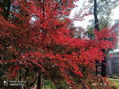 -上海共青森林公园