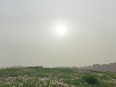 -洋湖国家湿地公园