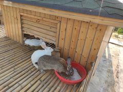 -上海崇明金茂凯悦酒店