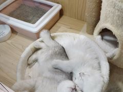 -屋虎猫馆(宝安大仟里店)