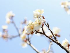 -无锡梅园公园