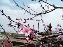-秀丽东方