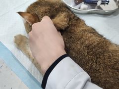 -贝利宠物医院·骨科·眼科·肿瘤转诊中心(南坪诊疗中心)
