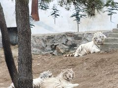 -西霞口神雕山野生动物世界