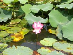 -新江湾城公园