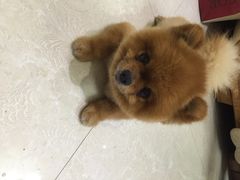 爱宠屋pet&nbsp;shop-爱宠屋pet shop·宠物洗澡·宠物美容