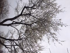 iphone_upload_pic-香雪海