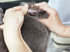 -爱洗澡的猫(天河路店)