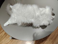 -MOCHA明星猫咖(田子坊店)