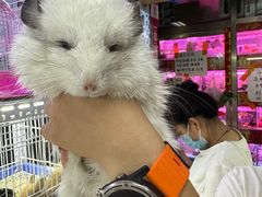 -花鸟鱼虫鲜花绿植市场(玉泉路店)