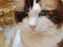 -喵喵咪呀布偶猫咖(春熙路店)