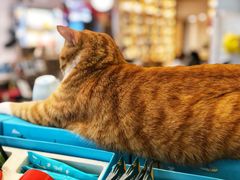 -猫的天空之城概念书店(景德镇陶溪川店)