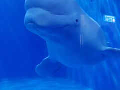 -多彩贵州城极地海洋世界