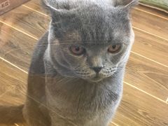 -猫大福·Fortune Cat猫舍(百子湾店)