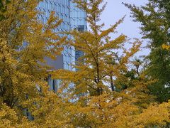 -三里屯东五街银杏大道