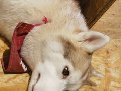 -Husky Go! 哈士奇体验馆·宠物咖啡厅狗咖
