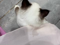 -楼上猫咖(罗湖店)