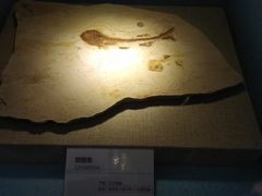 -陕西自然博物馆