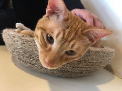-Cappucimeow猫咪咖啡馆(韦伯时代店)