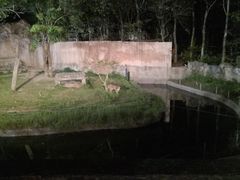 -清迈夜间动物园