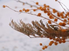 -甜莺蛋糕(顺盈时代广场店)