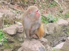 -黔灵山公园