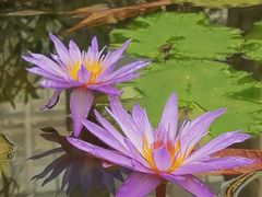 -北京植物园-展览温室