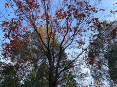 -香山公园