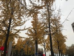 -青藤茶馆(南山路店)
