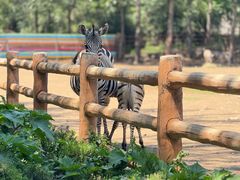 -大连森林动物园