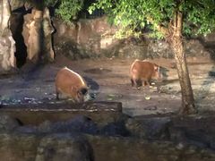 -清迈夜间动物园