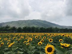 -亚龙湾国际玫瑰谷