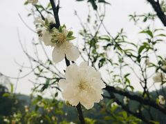 -南国桃园旅游度假区