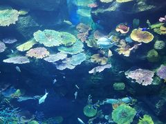 -暹罗海洋世界
