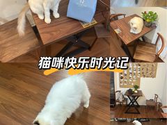 -楼上猫咖(罗湖店)