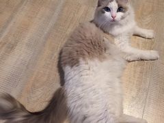 -喜多萌中农锦绣动物医院24H·猫科·牙科MRI·CT