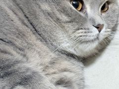-爱佳宠物中心医院24H·CT·骨外科·猫专科(瑶海万达店)
