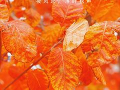 -香山公园