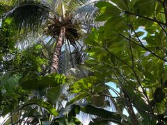 -西双版纳原始森林公园