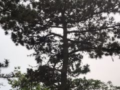 -日照海滨国家森林公园