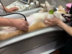 -瑞派名望志远动物医院·猫科·內科·异宠专科(直港大道店)