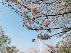 -顾村公园