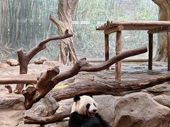 -广州长隆野生动物世界