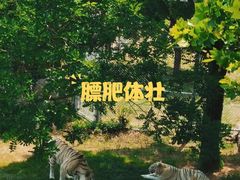 -西霞口神雕山野生动物世界