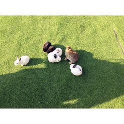 -萌宠亲子动物乐园(槐房万达店)