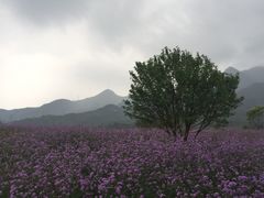 -紫云台香草园