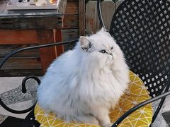 -喵屿·大理花园猫咖