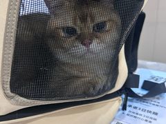 -四月宠物医院·猫专科·心脏专科·内科(转塘店)
