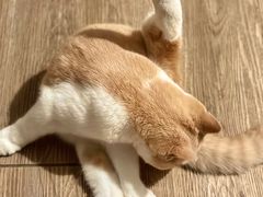 -小猫来了·猫舍(红山六九七九店)
